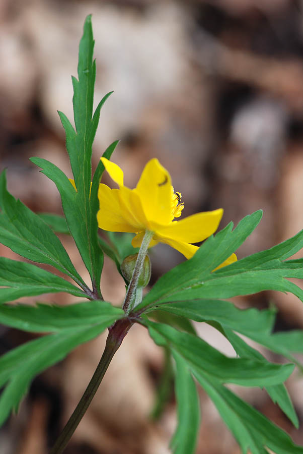 Anemonoides ranunculoides / Anemone giallo